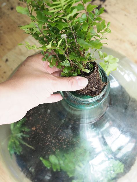 How to plant up a closed carboy bottle terrarium | Growing Spaces Closed Terrarium Plants, Build A Terrarium, Bottle Terrarium, Plant In Glass, Terrarium Jar, Taman Air, Plants In Bottles, Beautiful Terrariums, Bloom Where Youre Planted