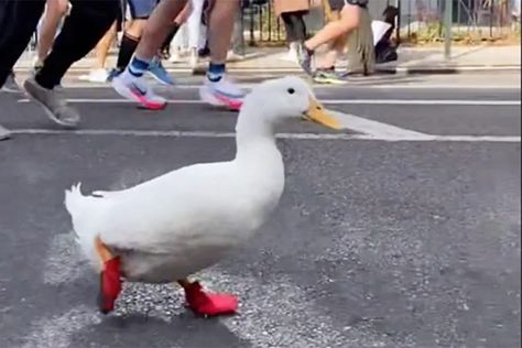 Duck Running, Pekin Duck, Pet Ducks, City Marathon, Tiktok Account, Emotional Support Animal, Feel Good Stories, Make Her Smile, Cutest Thing Ever