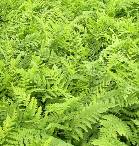 Eastern Wood Fern (Marginal Shield Fern) - A semi-evergreen, native fern with grayish-green, deeply cut, leathery fronds. It grows best in rich, moist soil, but it will tolerate some soil dryness once established. The foliage provides year round interest in shady beds and woodland gardens. Wood Fern, Woodland Gardens, Shade Gardens, Grayish Green, Shrub Roses, How To Attract Hummingbirds, Woodland Garden, Leaf Coloring, Shade Plants