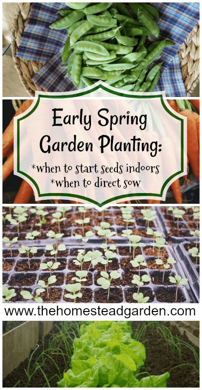 Seeds To Start Indoors, When To Start Seeds Indoors, When To Start Seeds, Start Seeds Indoors, Vegetable Garden Planner, Starting Seeds Indoors, Homestead Gardens, Garden Posts, Garden Planner