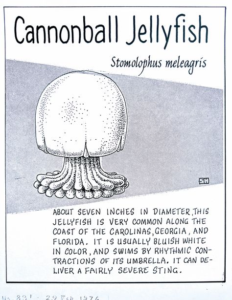 Cannonball Jellyfish (Stomolophus meleagris) Cannon Ball Jellyfish, Cannonball Jellyfish, Marine Biology Notes Jellyfish, Types Of Jellyfish Poster, Blue Cannonball Jellyfish, Types Of Jellyfish, Jellyfish Information, Jellyfish Fun Facts, Jellyfish Facts