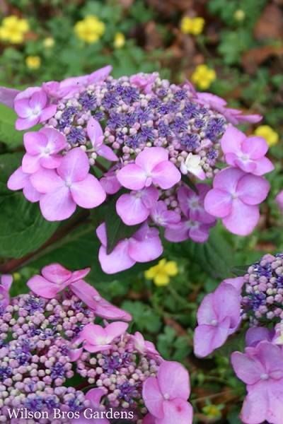 Wilson Bros Gardens Page  Wow!...a lacecap Hydrangea that re-blooms all summer long and into fall! As with all the other Endless Summer Hydrangeas, 'Twist-n-Shout' produces an abundance of flowers on both old and new wood. Get all the details and pictures here-  https://www.wilsonbrosgardens.com/Twist-N-Shout-Endless-Summer-Hydrangea.html https://www.facebook.com/wilsonbrosgardens/photos/a.985991204820871/2196602357093077/?type=3&theater Twist And Shout Hydrangea, Cherry Explosion Hydrangea, Pruning Endless Summer Hydrangeas, Bloomstruck Endless Summer Hydrangea, Early Evolution Hydrangea, Hydrangea Endless Summer, Lace Cap Hydrangea, Plant Notes, Hydrangea Shrub