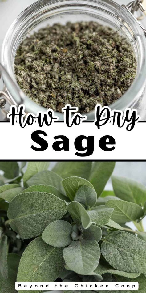 What To Do With Sage Leaves, Fresh Sage Uses, Drying Sage Leaves, Sage Spice, Dry Sage, Drying Fresh Herbs, Growing Sage, Sage Recipes, Homemade Breakfast Sausage