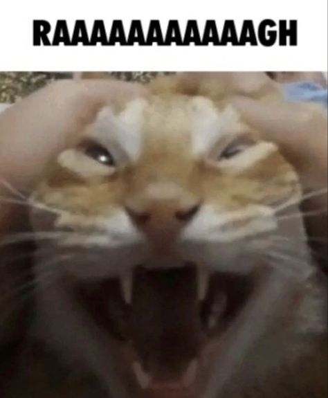 Cat Reaction, Cat Behaviour, Funny Looking Cats, Animatronic Fnaf, Silly Cats Pictures, Reaction Pics, Silly Images, Cat Boarding, Silly Animals