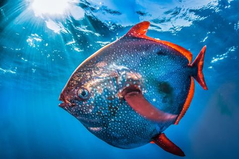 Opa | Moon Fish | Animal Science, Underwater Life, Rare Animals, Deep Sea Fishing, Animal Stories, Ocean Creatures, Big Fish, Weird Animals, Ocean Animals