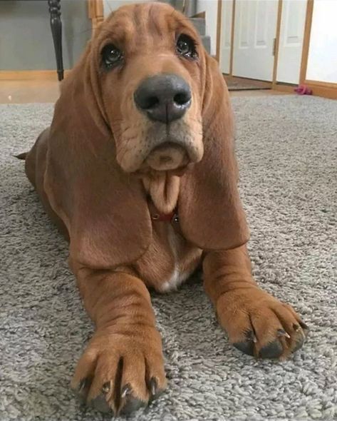 Boz Scaggs, Basset Puppies, Puppy Dog Pictures, Bloodhound Dogs, Basset Hound Puppy, Hound Puppies, Dog Jokes, Huge Dogs, Basset Hound Dog