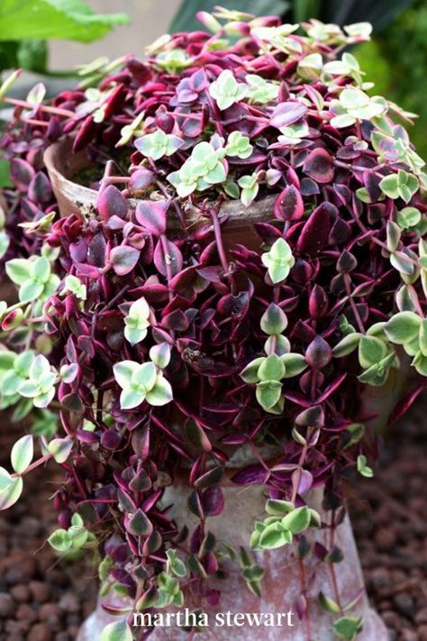 If you like smaller and more textured succulents, Ha says crassula (known as Calico kitten) may be a good choice. "The tiny 'blooms' grow along the stems in shapes like little kitten's tongues," she says. "It grows as trails, so you can create a hanging display with it." #gardening #gardenideas #garden #succulentgarden #succulenttips #marthastewart Pink Succulents, Calico Kitten, Hanging Display, Types Of Succulents, Succulent Care, Small White Flowers, Native Garden, Drought Tolerant Plants, Botanical Beauty