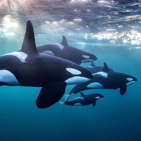 Orca Art, Sea Mammal, Underwater Animals, Beautiful Sea Creatures, Orca Whales, Family Ties, Most Beautiful Animals, Sea Photo, Aquatic Animals