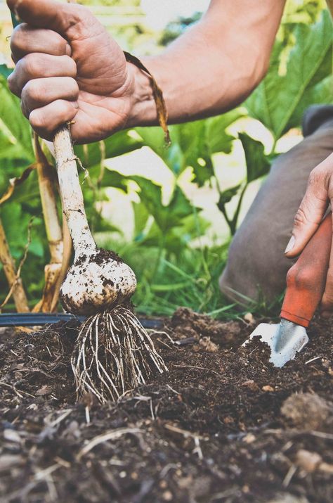 Harvest and Store Your Garlic and Onions  — Seattle Urban Farm Company Garlic Harvest, Harvest Onions, Garlic Garden, Harvest Garden, Harvesting Garlic, Urban Farm, Garden Harvest, How To Store, Urban Farming