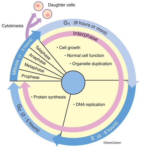 Evolution & Genetics | Carlson Stock Art Cell Biology Notes, Veterinary Anatomy, Learn Biology, General Biology, A Level Biology, Study Biology, Teaching Chemistry, Cell Cycle, High School Survival