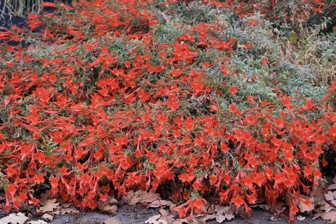 Epilobiums, known as California fuchsia, may be one of the best-kept secrets in… Garden Mounds, Cloverdale California, Drawing White Background, Native Landscaping, Pruning Plants, California Native Garden, Bodega Bay, California Native Plants, Native Plant Gardening