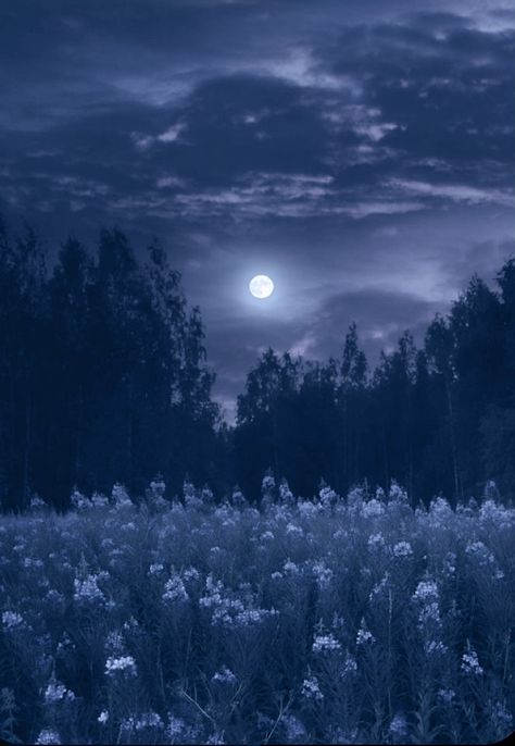 Full Moon, Trees, Moon, Navy, Flowers, Blue