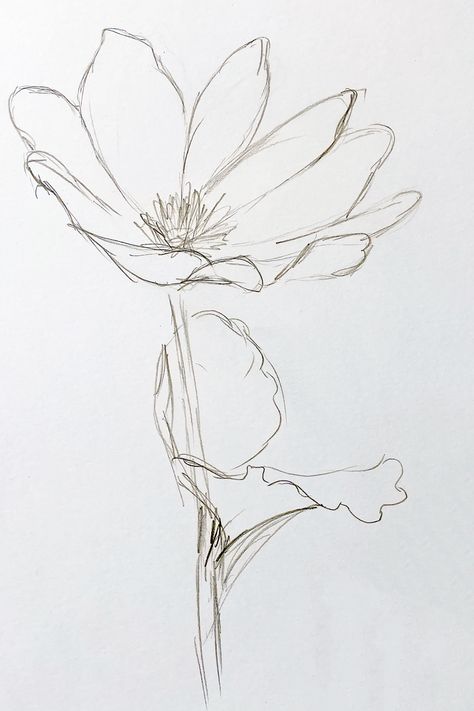 Flower Rough Sketch, Flower Petal Sketch, Flower Sketching Ideas, Sketches Flowers Pencil, Flower Study Sketch, Wild Flower Illustration Drawings, Drawing Simple Flowers Sketch, Upside Down Flower Drawing, Watercolor Flower Sketch