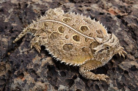 tx horned lizard - Ecosia - Images Texas Horned Lizard, Horned Toad, Texas Animals, Horned Lizard, Stunning Nature, Reptiles And Amphibians, Lizards, Gecko, Amphibians