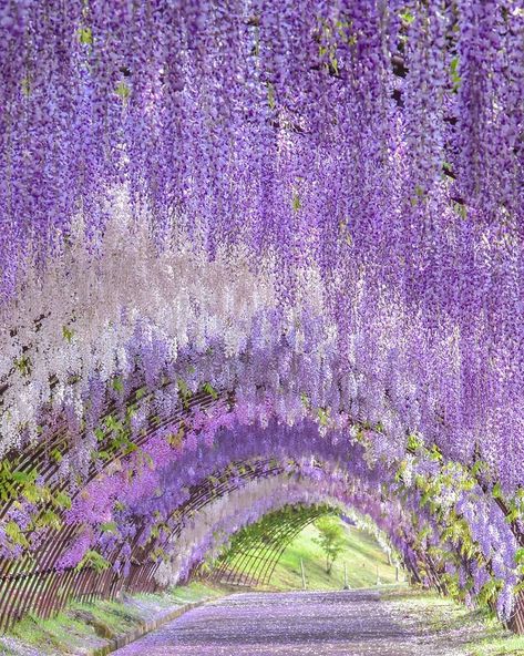 Wisteria Tunnel Japan, Wisteria Japan, Wisteria Tunnel, Wisteria Garden, Purple Wisteria, Famous Gardens, Japan Garden, Japan Travel Guide, Japan Shop