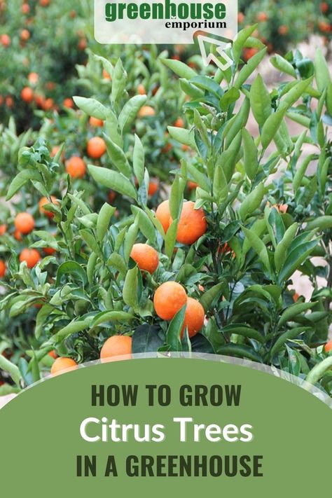 Growing Lemon Trees, Growing Citrus, Growing Fruit Trees, Greenhouse Ideas, Greenhouse Growing, Tree Pruning, Greenhouse Plans, Sustainable Community, Garden Greenhouse