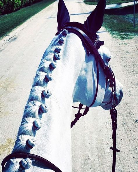 From Jumper Nation: Battle of the Braids! | HORSE NATION: White Horse Showjumping, Riding White Horse, Horse Mane Braids, Horse Braiding, Horse Ears, Horse Photo, Horse Mane, Cute Ponies, Horse Aesthetic