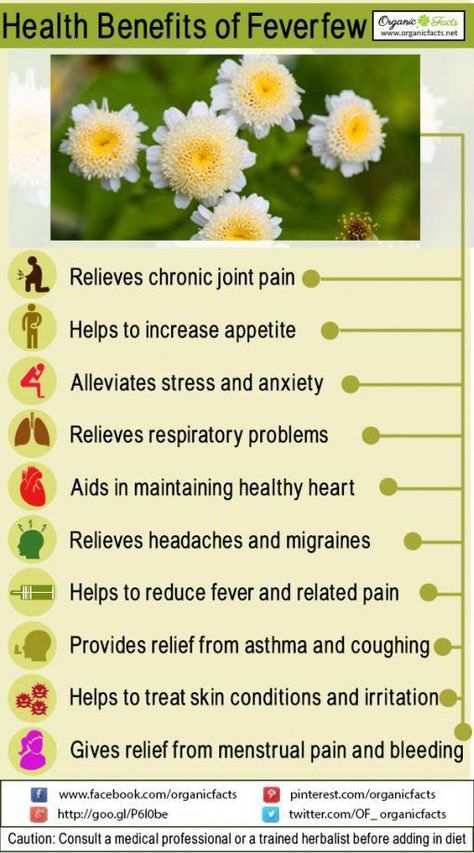 Feverfew is a good remedy to treat headaches, and helps to relieve stress, boost immunity, reduce pain, break fever, ease menstrual discomfort, & increase appetite Migraine Help, Herbal Therapy, Calendula Benefits, Lower Inflammation, Increase Appetite, Coconut Health Benefits, Fever Reducer, How To Relieve Headaches, Healing Herbs