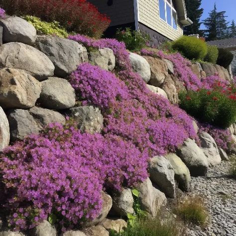 Best Plants For A Rock Garden - The Seeded Garden Flowers For Rock Garden, Perennial Rock Garden Ideas, Rock Cress Plant, Rock Wall Landscape, Rock Wall Gardens, Rock Flower Beds, Wall Gardens, Garden Preparation, Wall Landscape