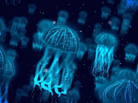 Jellyfish scene 5   short   dribble   30fps Jellyfish, Gif, Fish