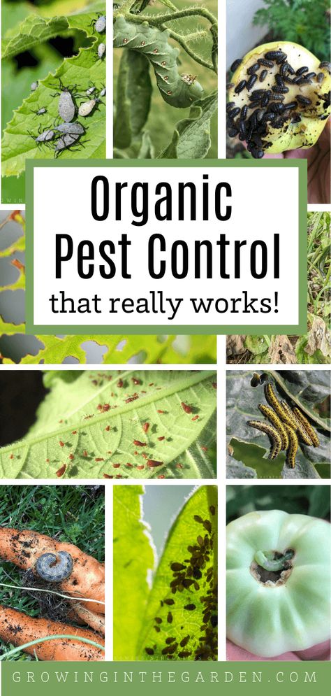 Organic Insecticide, Organic Gardening Pest Control, Organic Pesticide, Organic Pest Control, Natural Pest Control, Garden Pest Control, Organic Vegetable Garden, Insect Control, Healthy Garden