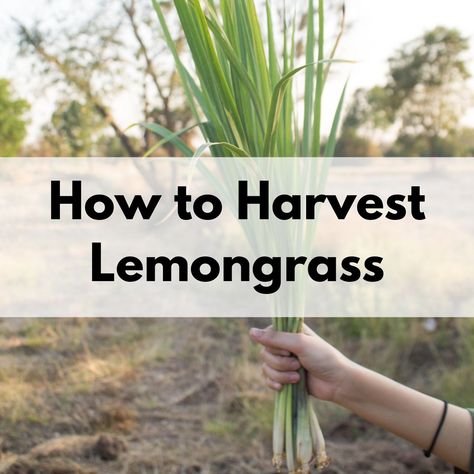 Harvesting Lemongrass For Tea, Lemon Grass Tincture, How To Harvest Lemon Grass Plant, Lemon Grass Harvesting, Grow Lemongrass In Pots, How To Harvest Lemongrass Plant, Lemon Grass Uses, Lemon Grass Plant Patios, Lemon Grass Recipes