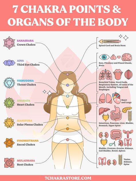 It is fascinating to see how the locations of 7 chakra points correlate with the position of endocrine glands that we know today in the physical body. In this article, you are going to learn the exact location of all chakra points in your physical body, associated organs, glands & nerve plexuses. You might find it very useful for your chakra meditations. While we cannot prove this by X-ray machines and many other widely recognized devices, each chakra has a physical location within your body. Chakra And Organs, Chakras And Organs, Chakra Organs, Chakras Explained, Endocrine Glands, Chakra Locations, Chakra Points, Nervus Vagus, Chakra Meanings