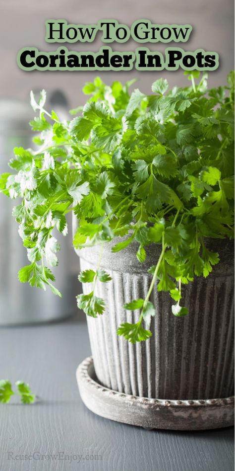 Cilantro Plants How To Grow, Growing Cilantro In A Pot, Corriander Plant, Homesteading Knowledge, How To Grow Coriander, Gardening Notebook, Growing Salad, Growing Coriander, How To Harvest Cilantro