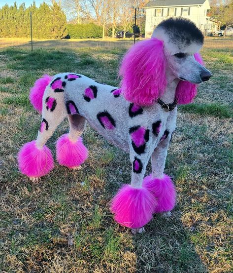 Dog Fur Dye, Dyed Dogs Hair Creative Grooming, Poodle Hair Dye, Poodle Dyed Hair, Dyed Poodle, Toy Poodle Puppy Cut, Dog Grooming Salon Decor, Creative Dog Grooming, Dog Hair Dye