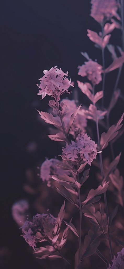 Mauve Floral Wallpaper, Mauve Background Wallpapers, Dark Purple Flowers Wallpaper, Dusty Mauve Aesthetic, Dark Spring Wallpaper, Wallpaper Backgrounds 4k Hd, Dusty Purple Aesthetic, Dusty Purple Wallpaper, Wallpaper Backgrounds Aesthetic Vintage Dark Purple