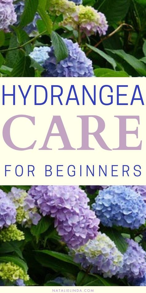 Learn how to grow hydrangea with these easy tips for beginners! Whether you're growing potted hydrangeas or hydrangeas in your yard, these essential tips can guide you in making sure they thrive. Learn about sunlight and shade needs, watering, soil, color, pruning, and more! How To Grow Hydrangeas From Clippings, Hydrangea Types, Potted Hydrangeas, Potted Hydrangea, Grow Hydrangea, How To Grow Hydrangeas, Hydrangea Plant Care, Hydrangea Plant, Hydrangea Potted