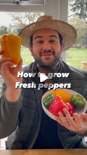 1M views · 104K likes | JoesGarden on Instagram: "Today we are back and I am showing you how easy it is to grow delicious fresh peppers at home. I know I say this for a lot of things we grow at home, but I think peppers are one of my favourites, and they are surprisingly easy. While we are growing bell peppers in this video the method used is the same for any variety include chilli peppers.   Every year I grow an wide range of peppers and chillies and now is a great time to start. While it is way to cold to consider doing this outside in January in my UK climate, you can and I do, start some on a warm windowsill. That way by the time they are ready to pot on, it will be nice and warm outside and you have gotten a head start.   Peppers will not tolerate cold frosty weather, so if you live s How To Grow Bell Peppers, Growing Peppers In Pots, How To Grow Peppers In A Pot, Bell Pepper Garden, What To Do With Bell Peppers From Garden, How To Grow Bell Peppers From Seeds, Bell Pepper Growing, Winterize Pepper Plants, Growing Capsicum