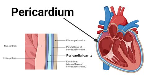 The pericardium is a double-layered sac that surrounds the heart externally. It is a double-walled sac-like structure; hence, it is also called the pericardial sac. Pericardium Structure Histologically, the pericardium ... Read more The post Pericardium: Definition, Structure, Functions, Diseases appeared first on Microbe Notes. Pericardium Anatomy, Anatomy Of The Heart, Microbiology Notes, Layers Painting, Thoracic Cavity, Pericardial Effusion, Heart Structure, Nursing School Motivation, Heart Anatomy