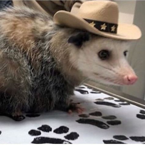 Loki And Bucky, Forest Ranger, I Trust, Cowboy Hat, Ferret, Loki, Cowboy, Doodles