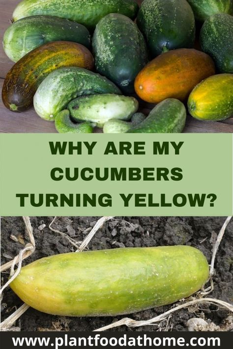 Yellow Cucumber, Cucumber Gardening, Cucumber Varieties, Vegetables Garden, Cucumber Beetles, Edible Gardens, Bacterial Diseases, Vegetable Garden Tips, Cucumber Plant