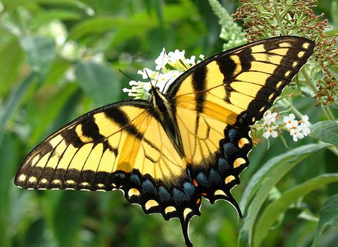 While the male tiger swallowtail butterfly flaunts yellow and black stripes like that of a tiger, the female may be darker than the male or similar to it.… Butterfly Tats, Eastern Tiger Swallowtail Butterfly, Butterfly Identification, Eastern Tiger Swallowtail, Tiger Swallowtail Butterfly, Tiger Swallowtail, Rainbow Butterflies, Beautiful Butterfly Photography, Butterfly Life Cycle