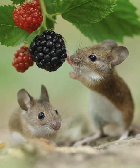 Mouse Photos, Mouse Pictures, Cute Small Animals, Harvest Season, Cute Mouse, November 11, Illustration Inspiration, Woodland Creatures, Rodents