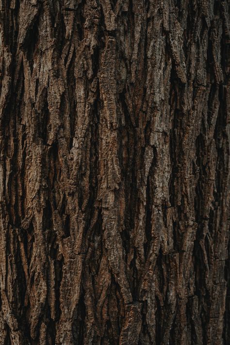 brown tree trunk during daytime photo – Free Texture Image on Unsplash Desktop Wallpapers Hd, Amazing Bedroom Designs, Brown Tree, Forest Elf, Wood Trunk, Free To Use Images, Brown Texture, Free Textures, Texture Images