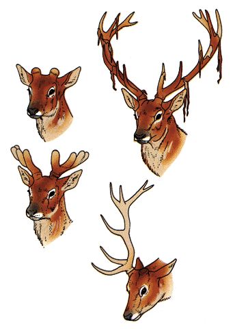 Digital Artwork, Animal Art, Moose Art, Deer, Sketch, Animals, Art