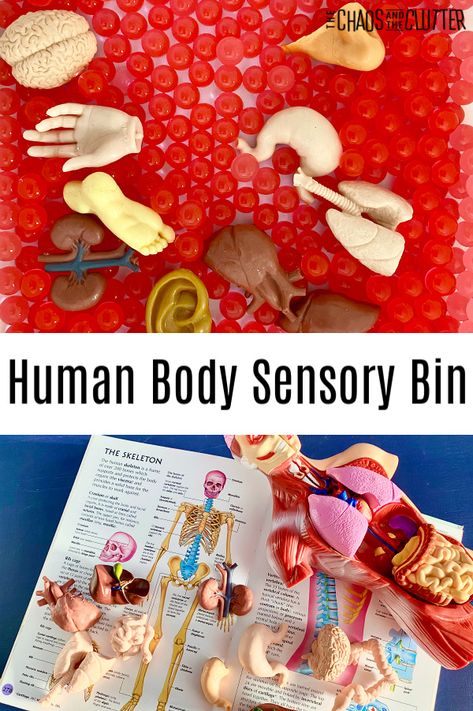 It may be a little gross, but this human body sensory bin is a great hands-on learning through play opportunity for students. #science #homeschooling #classroomideas #sensorybins #learningthroughplay #handsonlearning Human Body Tuff Tray, My Body Sensory Bin, Human Body Sensory Bin, Body Sensory Bin, Human Body Printables, Human Body Unit Study, Human Body Worksheets, Human Body Activities, Human Body Unit