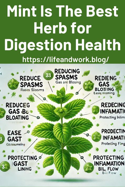 Mint Is The Best Herb for Digestion Health Mint Health Benefits, Mint Benefits Health, Digestion Health, Drying Mint Leaves, Mint Herb, Gerd Symptoms, Gut Healing, Holistic Living, Better Health