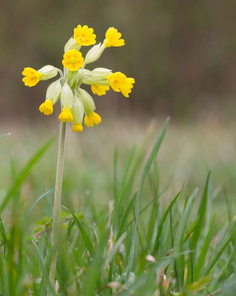 Primula Auricula, English Flowers, Flower Places, Wild Flower Meadow, Cicely Mary Barker, Wildlife Gardening, Forest Garden, Garden Girls, Woodland Garden