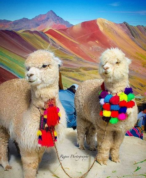 Machu Picchu & Huacachina Tour (@peru.destinations) posted on Instagram • Jun 23, 2020 at 8:10pm UTC Aesthetic Llama, Llama Aesthetic, Alpaca Wallpaper, Peru Llama, Peru Alpaca, Tattoo Nature, Amazing Animal Pictures, Rainbow Mountain, Llama Alpaca