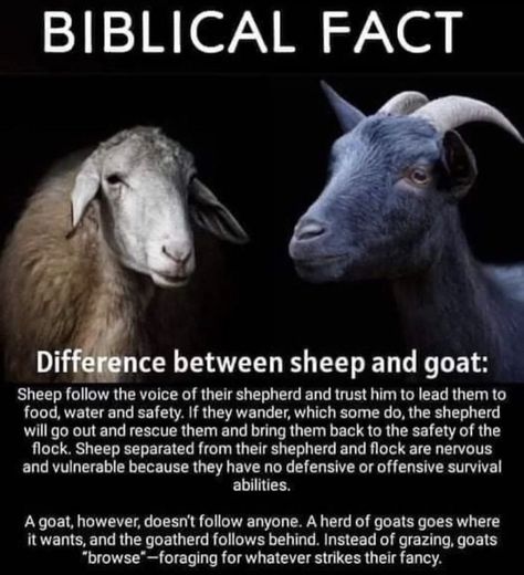 Sheep And Goat, Jonathan Cahn, Revelation Bible, Bible Study Topics, Bible Study Help, Bible History, Bible Study Notebook, Christian Bible Study, Bible Study Lessons