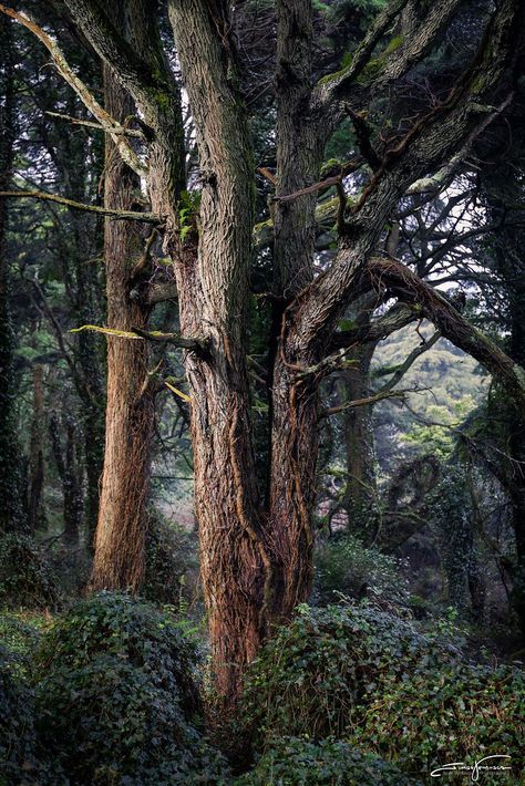 Cedar Tree Aesthetic, Town Scape, Forest Paths, Tree Aesthetic, Cedar Forest, Cedar Tree, Forest Path, Cedar Trees, Oracle Deck