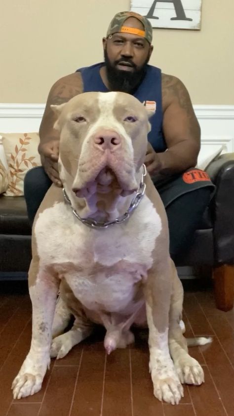 Buff Bully on Instagram: “Shout out to main man and PSA about his upcoming breeding! Stay tuned! #xxlbullies #xxlbully #xlbully #xxlpitbull #xlpitbull #bullybreed…” Buff Dog, Xl Pitbull, Bully Puppies, Pitbull Dog Breed, Marvel Spiderman Art, Bully Breeds, American Bully, Spiderman Art, Pitbull Dog