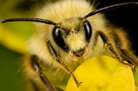 Bees recognize human faces using feature configuration -- ScienceDaily Bee Face, Human Faces, Bees And Wasps, A Bug's Life, Soap Packaging, Macro Photos, Bees Knees, Animal Sketches, Human Face