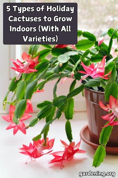 Brighten your space with holiday cactuses! This guide covers 5 types to grow indoors, complete with all the varieties and tips for optimal care. Cactus Indoors, Christmas Cactus Flower, Cactus Varieties, Cactus Leaves, Easter Cactus, Thanksgiving Cactus, Holiday Cactus, Flowering Succulents, Orchid Cactus