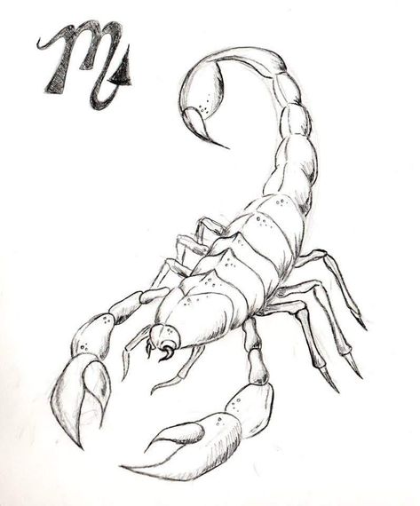 Scorpion Template, Scorpion Drawing, Heads Drawing, Scorpio Art, Scorpio Tattoo, Head Drawing, Scorpion Tattoo, Desenho Tattoo, Insect Art