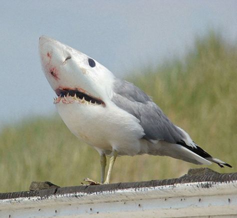 10 best shark +another animal pics! Photoshopped Animals, Animal Mashups, Animal Hybrids, Hybrid Animals, 2020 Memes, Funny Birds, Shark Week, Weird Things, Weird Animals